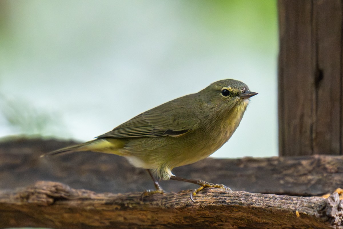 Orange-crowned Warbler - ML646435606