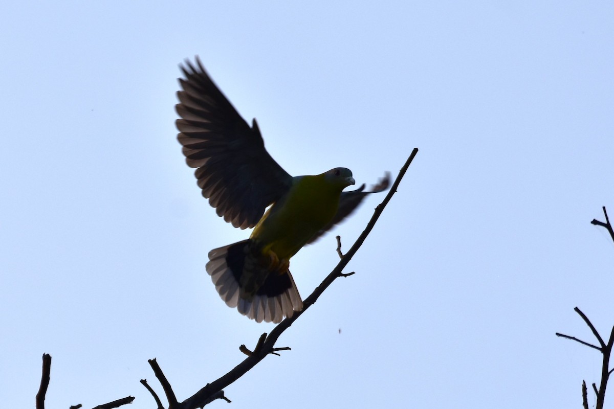 Yellow-footed Green-Pigeon - ML646435607