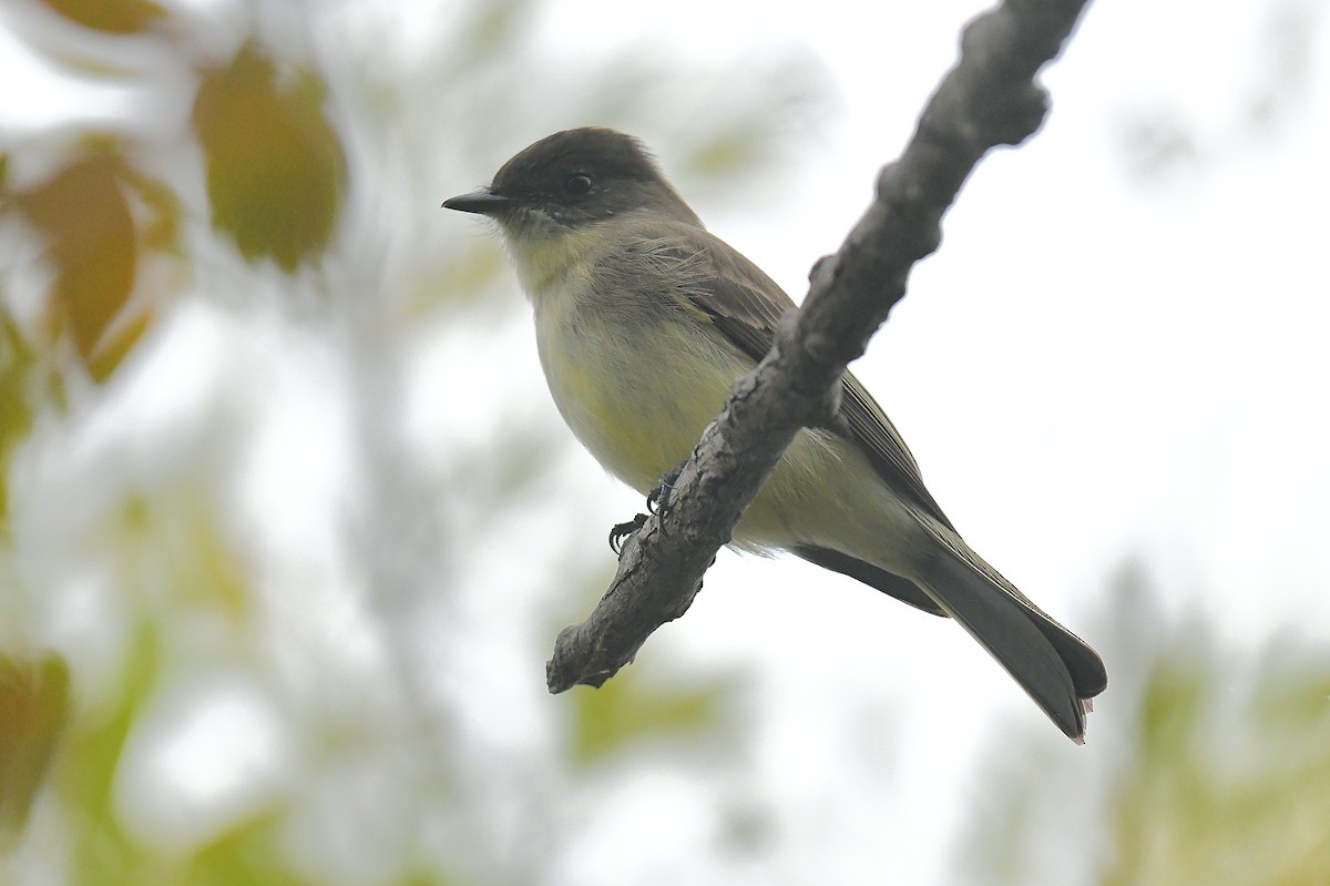 Eastern Phoebe - ML646435608