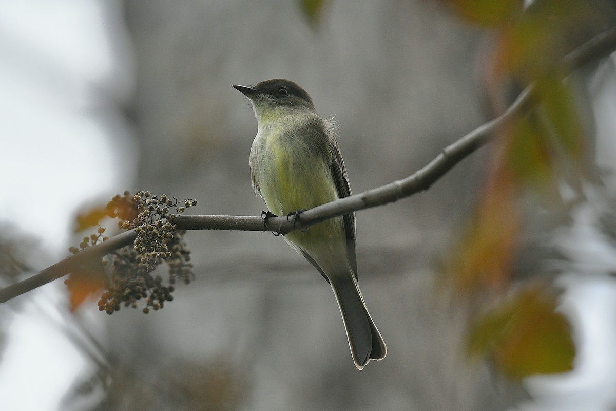 Eastern Phoebe - ML646435609