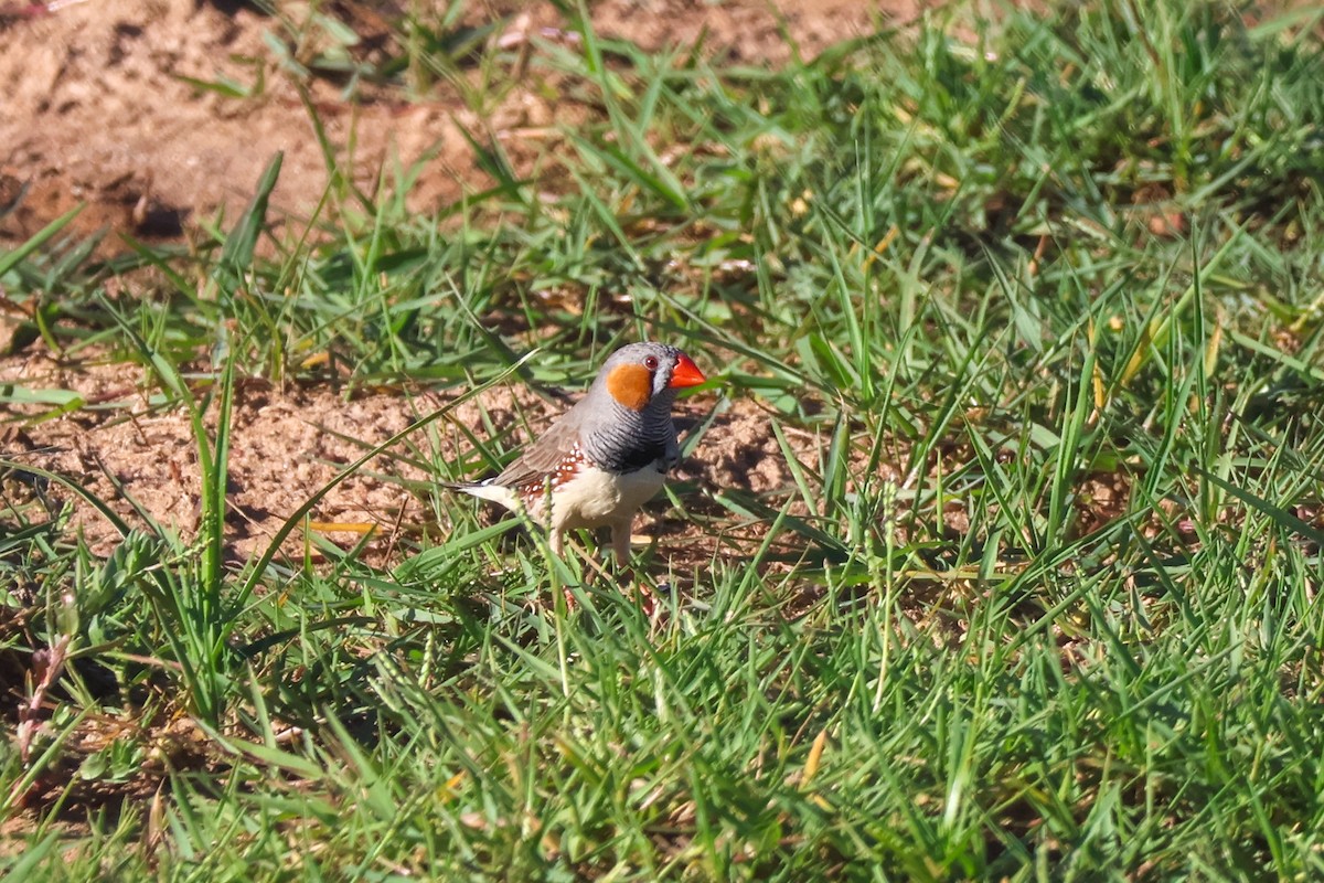 Zebra Finch - ML646435610