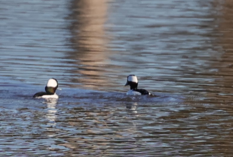 Bufflehead - ML646435611