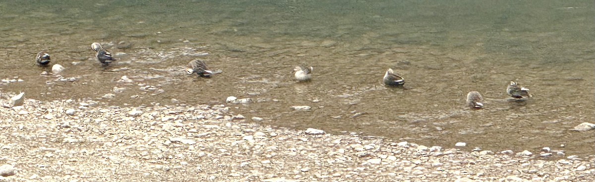 Eastern Spot-billed Duck - ML646435613