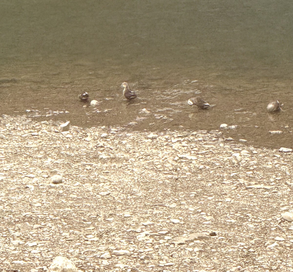Eastern Spot-billed Duck - ML646435614