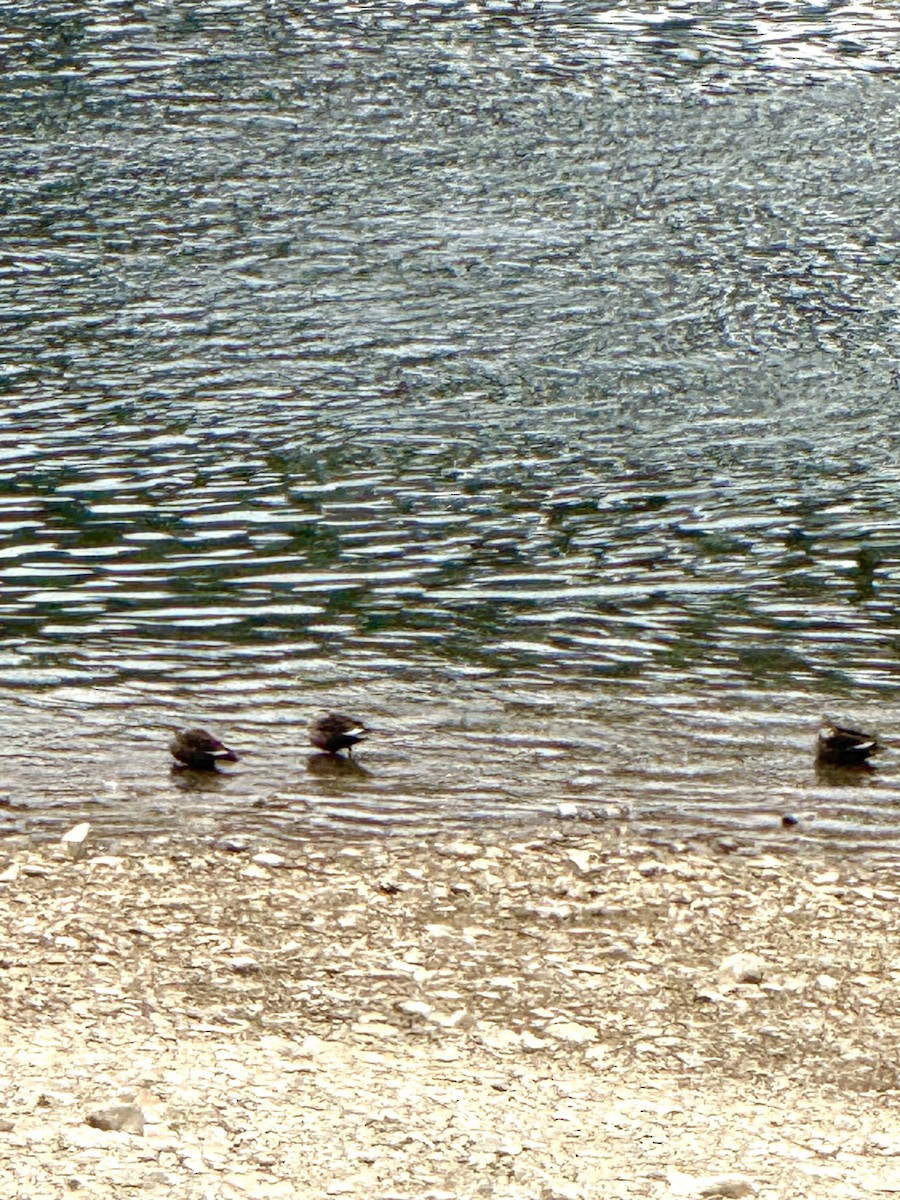 Eastern Spot-billed Duck - ML646435615