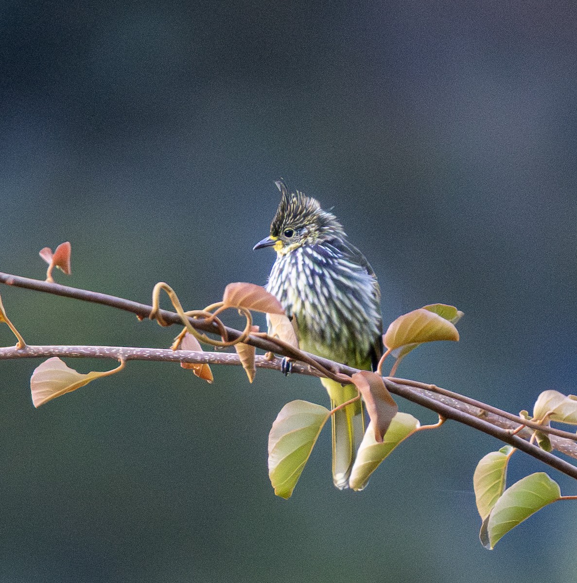 Striated Bulbul - ML646435616
