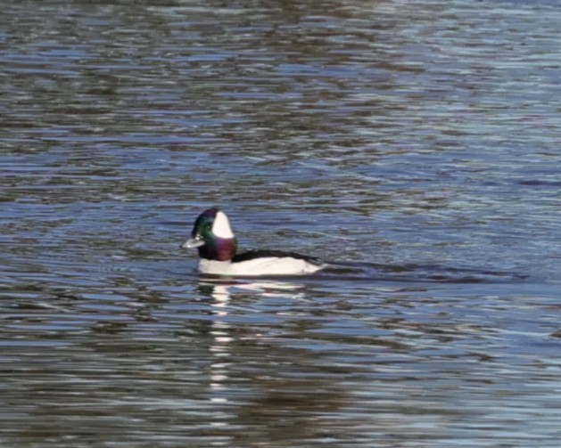 Bufflehead - ML646435617