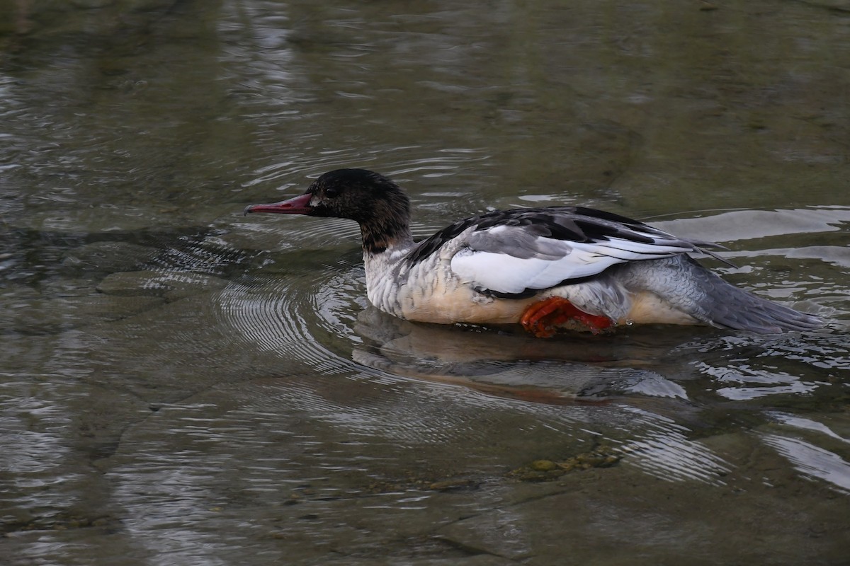 Common Merganser (Eurasian) - ML646435619