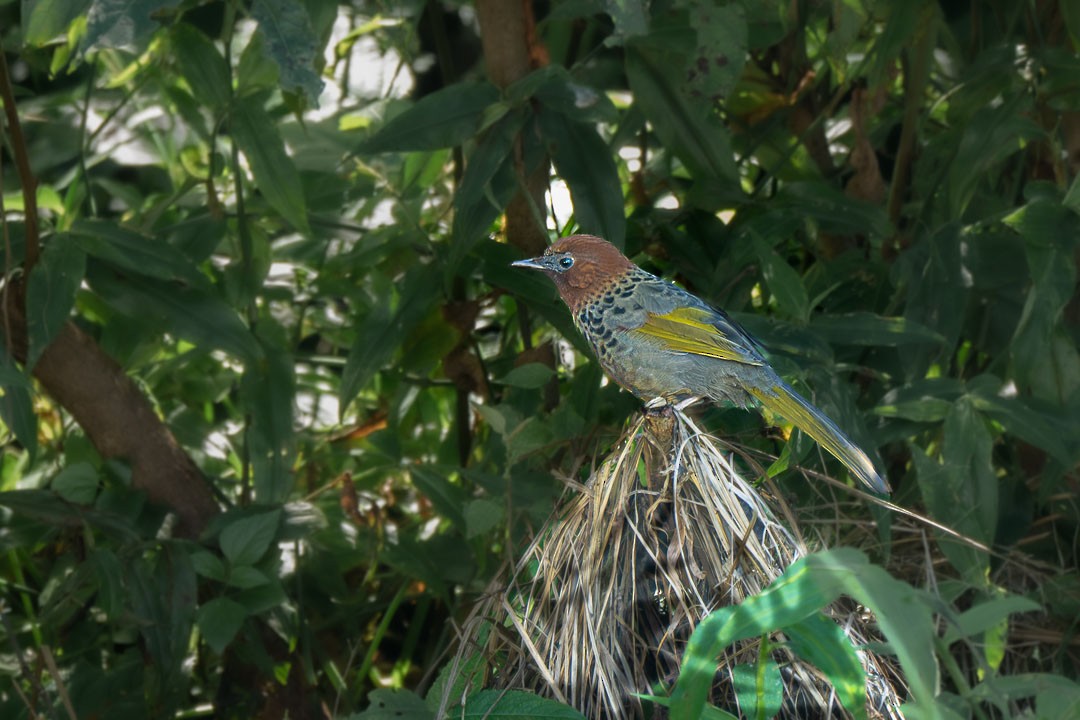 Assam Laughingthrush - ML646435621