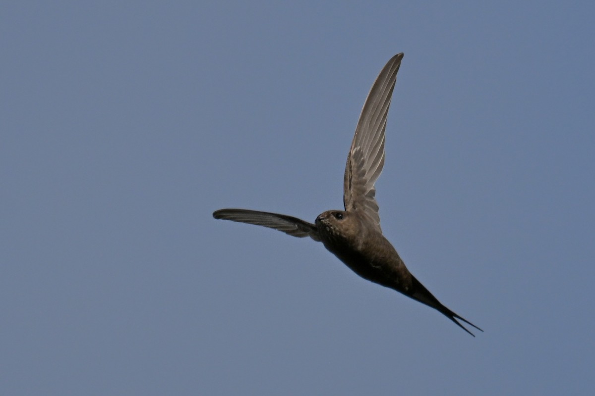 African Palm Swift - ML646435622