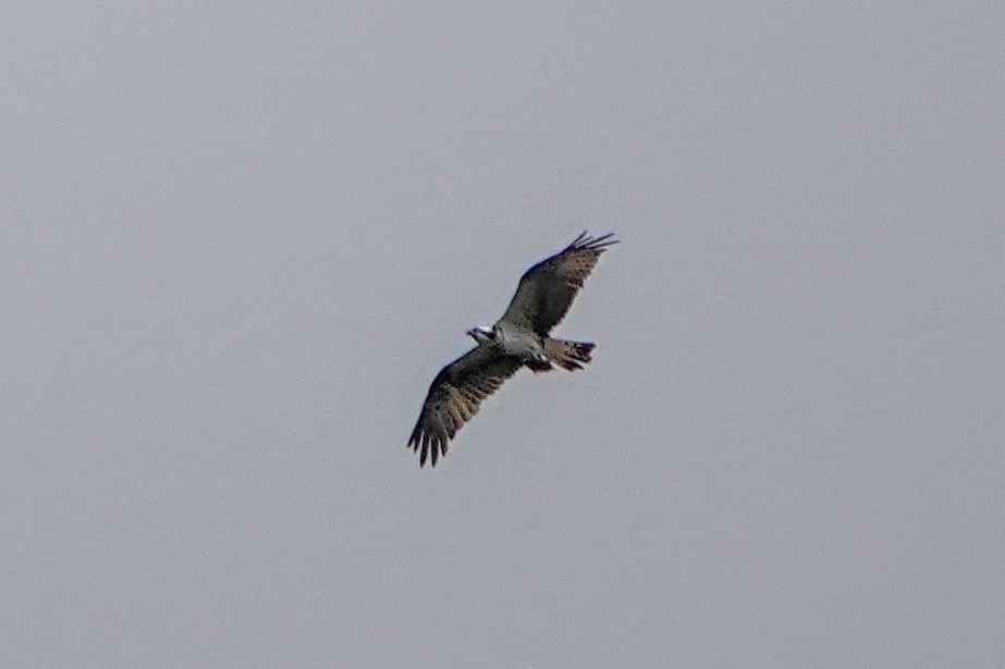 Osprey - ML646435623