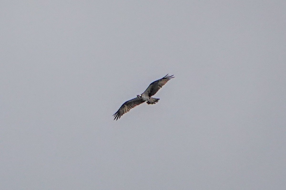 Osprey - ML646435624