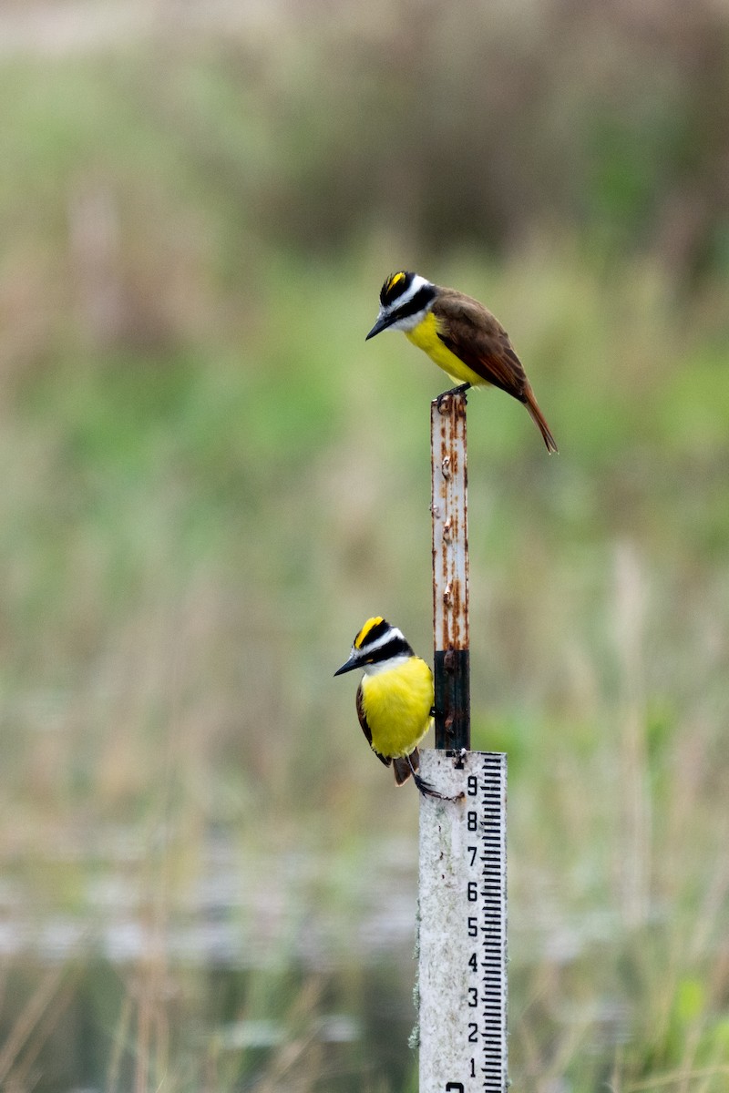 Great Kiskadee - ML646435625