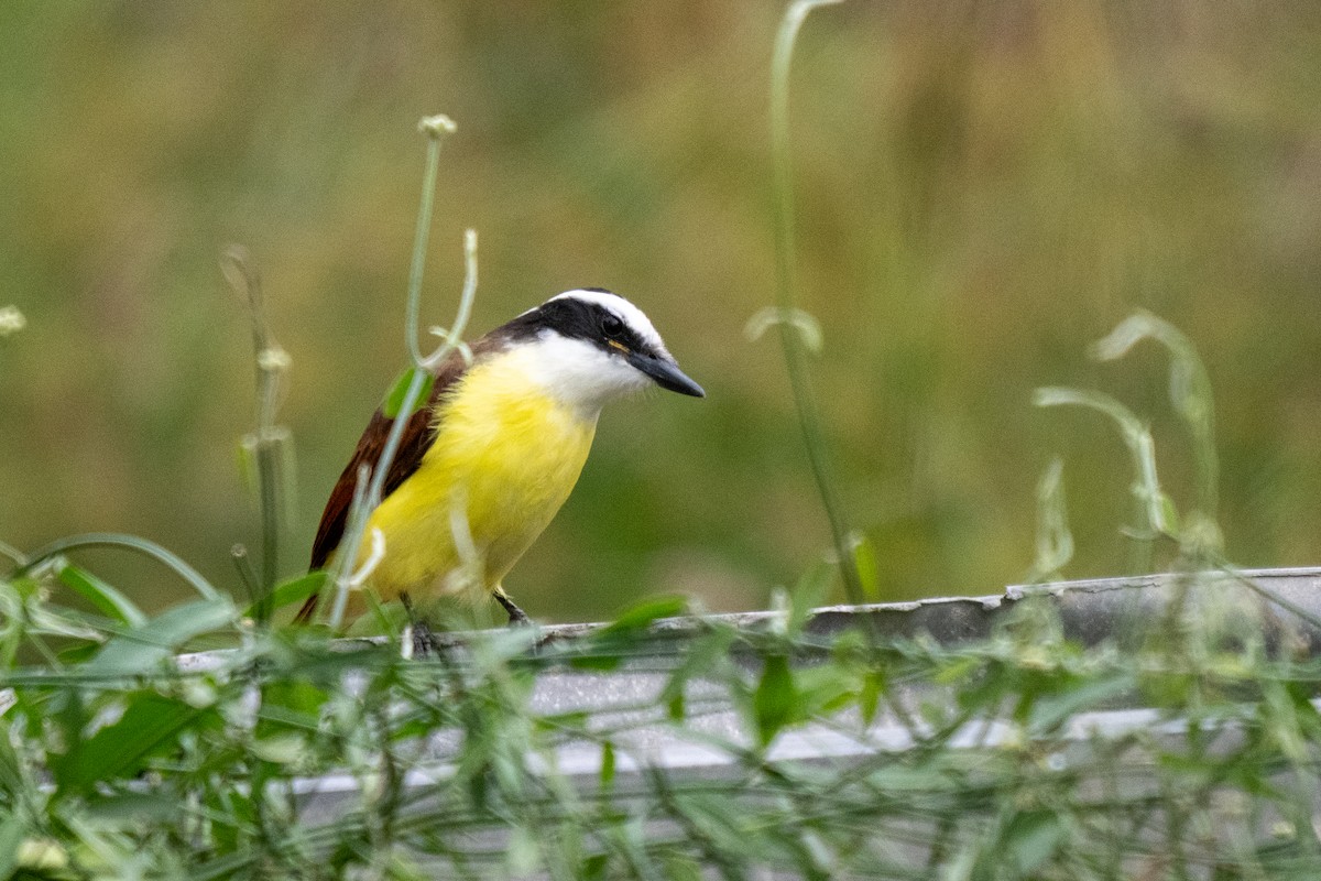 Great Kiskadee - ML646435626