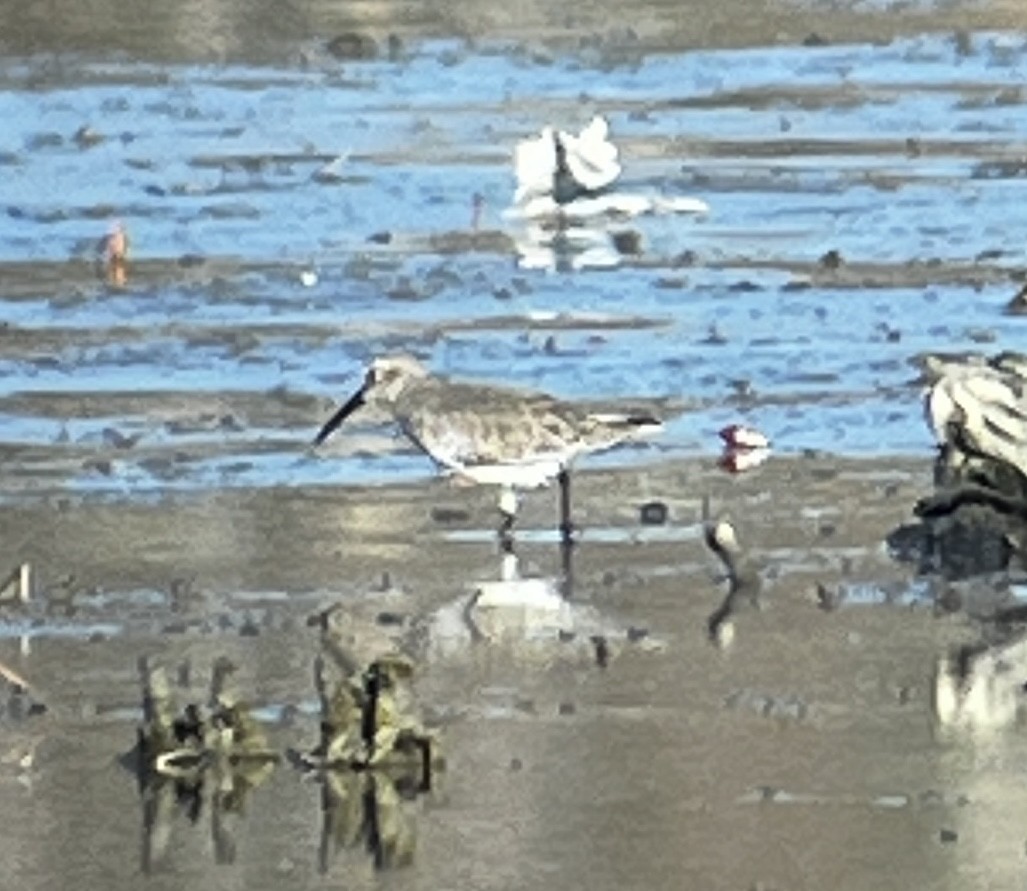 Dunlin - ML646435627