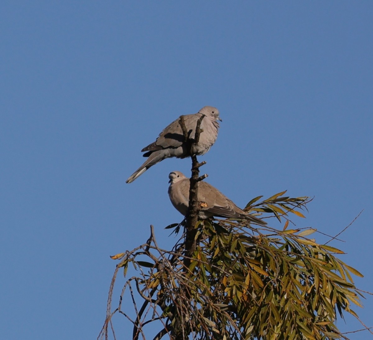 Mourning Dove - ML646435633