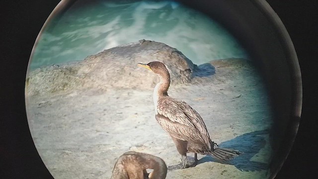 Kulaklı Karabatak - ML646435647