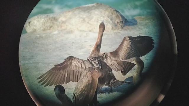 Kulaklı Karabatak - ML646435648