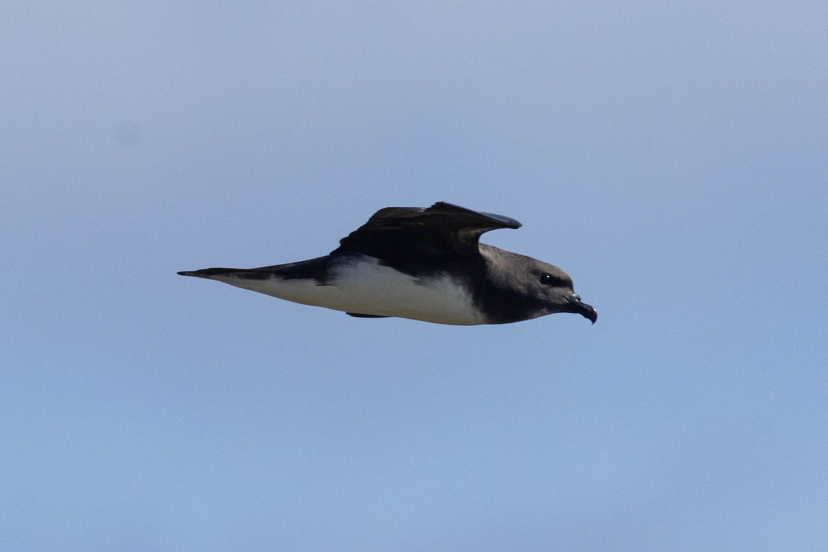 Phoenix Petrel - ML646435649