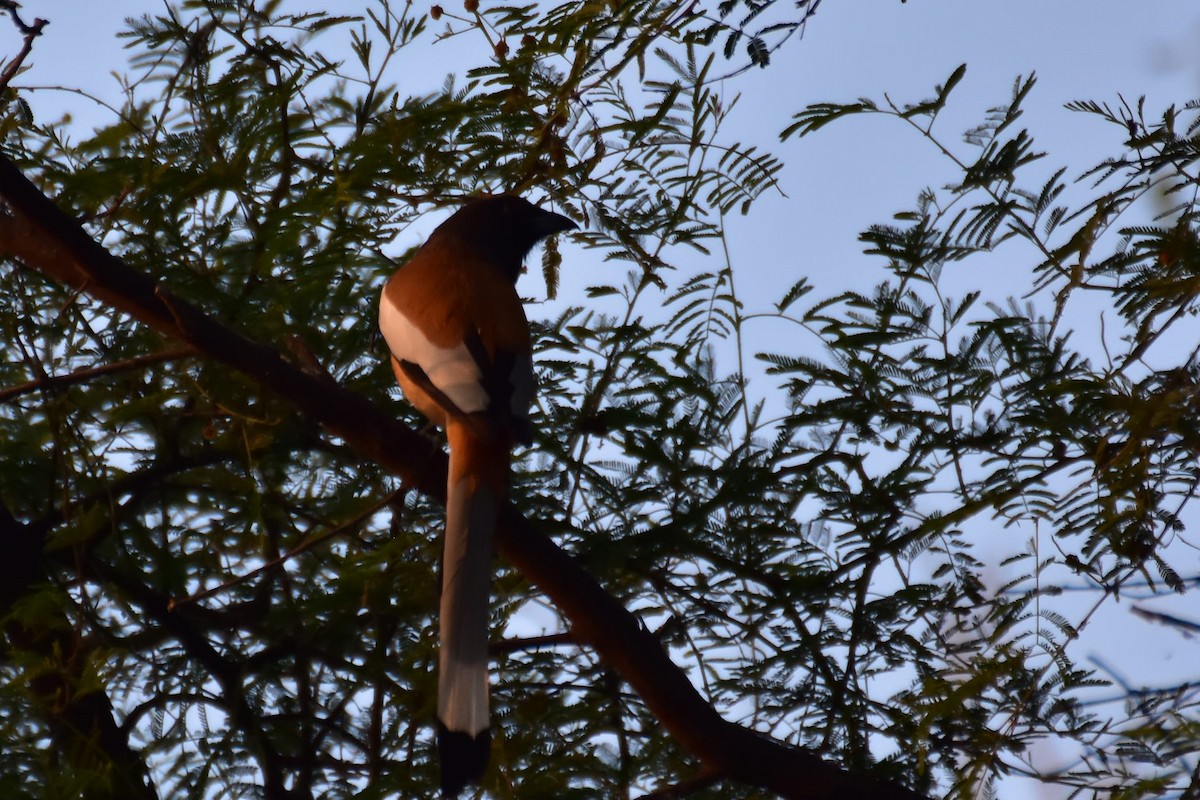 Rufous Treepie - ML646435650