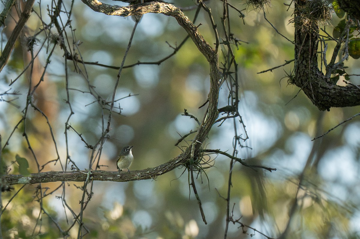 Vireo Solitario - ML646435652