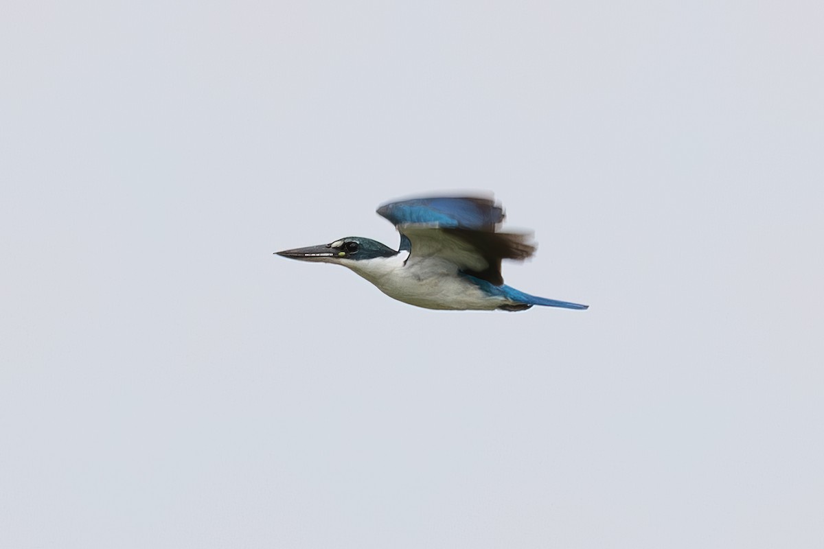 Collared Kingfisher - ML646435655