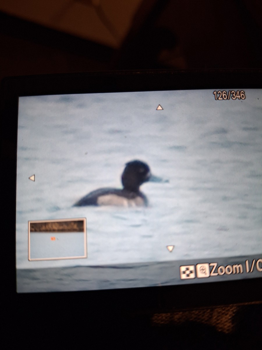 Tepeli Patka - ML646435656