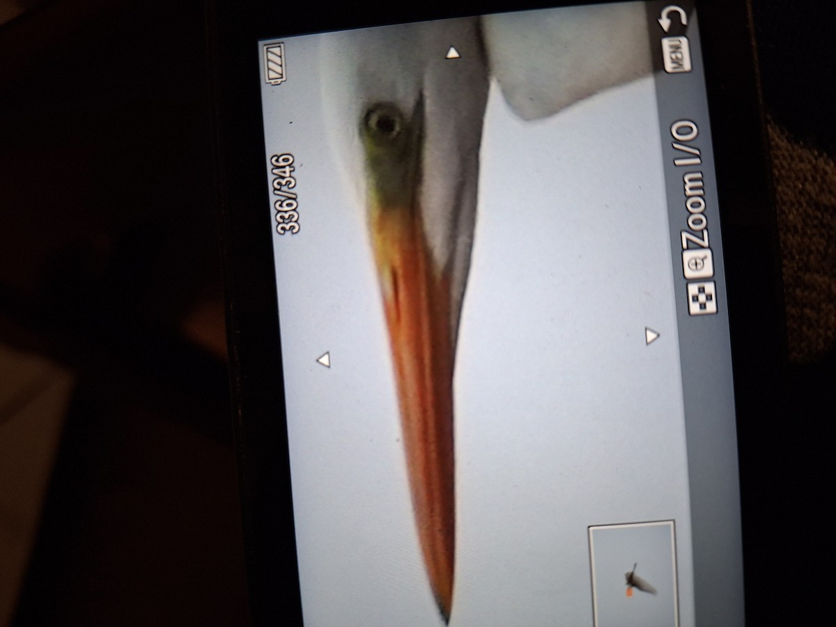 Great Egret - ML646435657