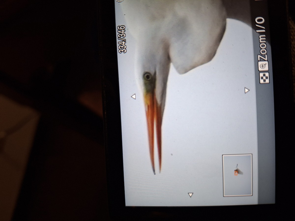 Great Egret - ML646435658