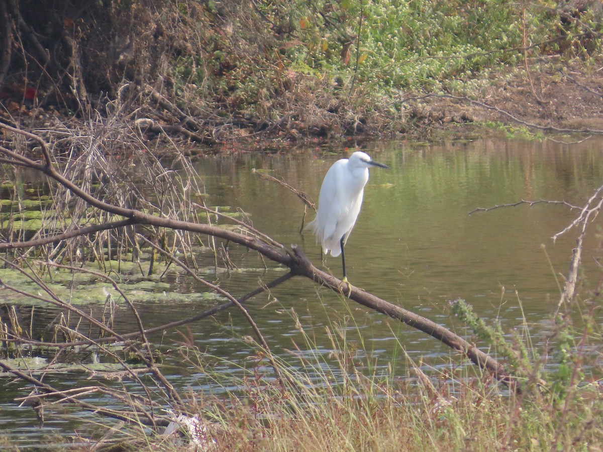 Garceta Común - ML646435660