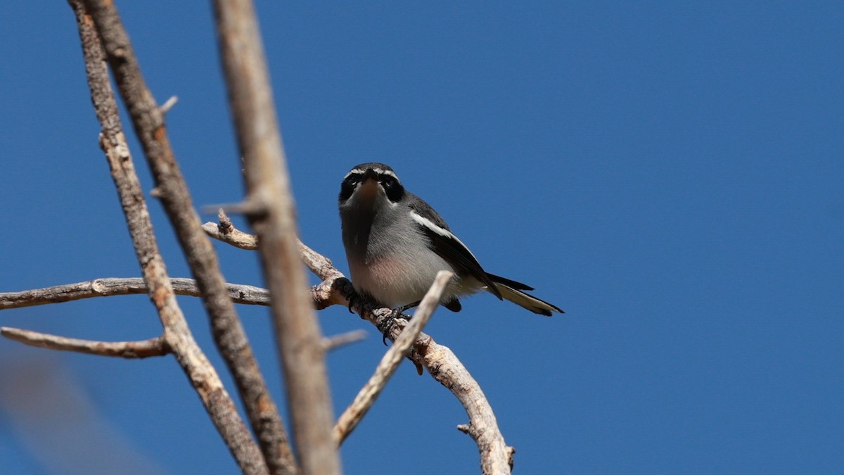 Papamoscas Duende - ML646435662