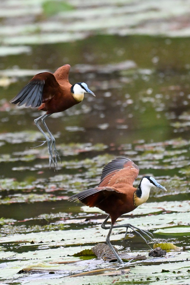 Jacana Africana - ML646435668