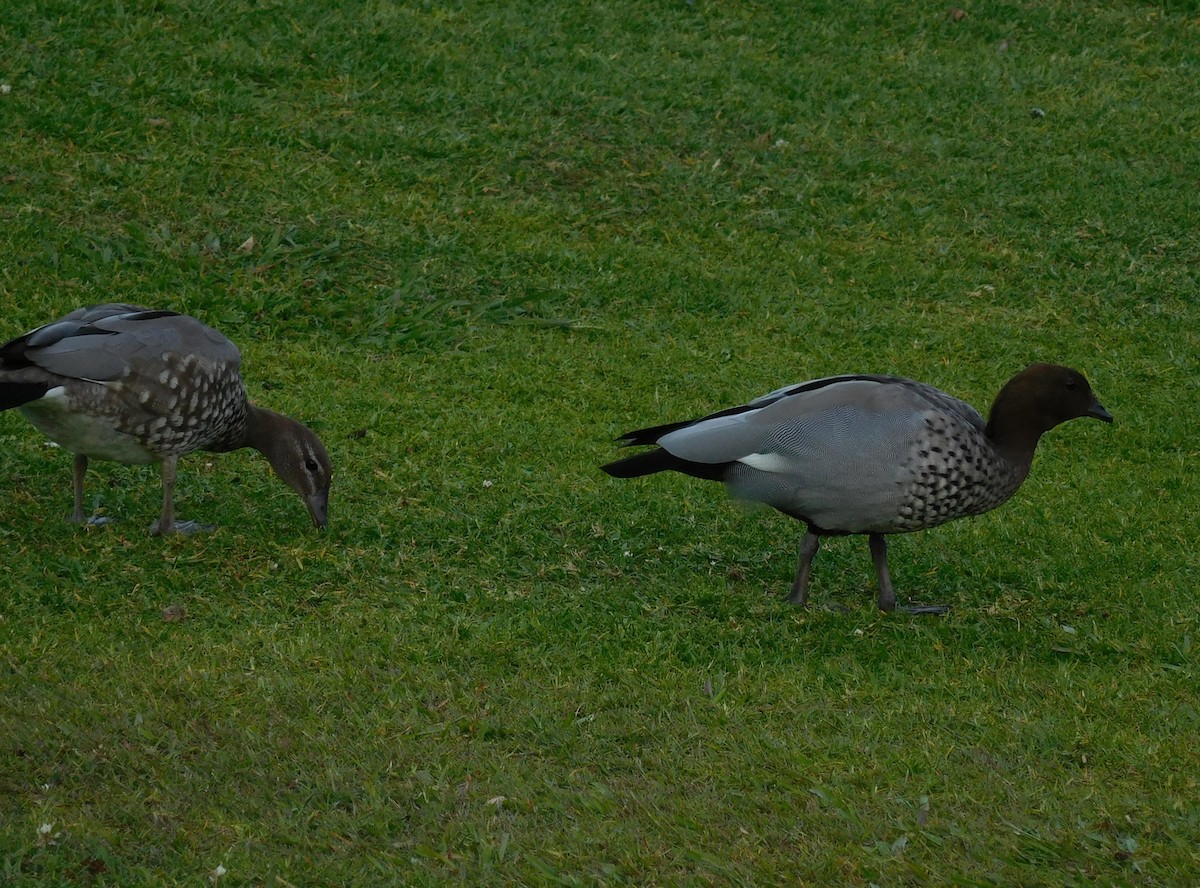 Pato de Crin - ML646435669