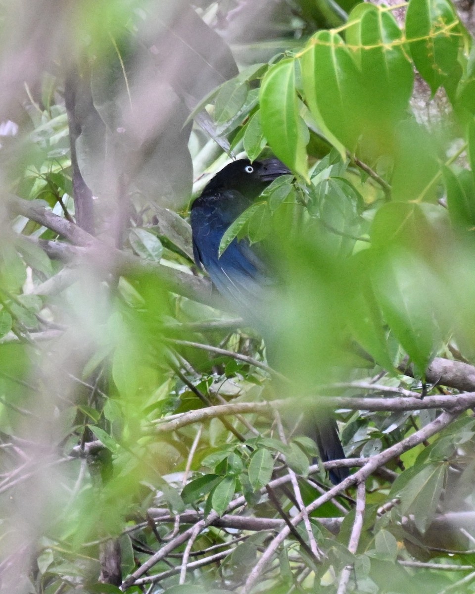 Greater Ani - ML646435671