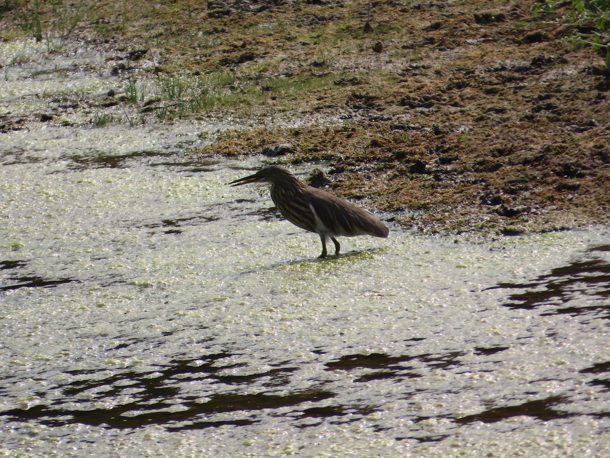 Garcilla India - ML646435674