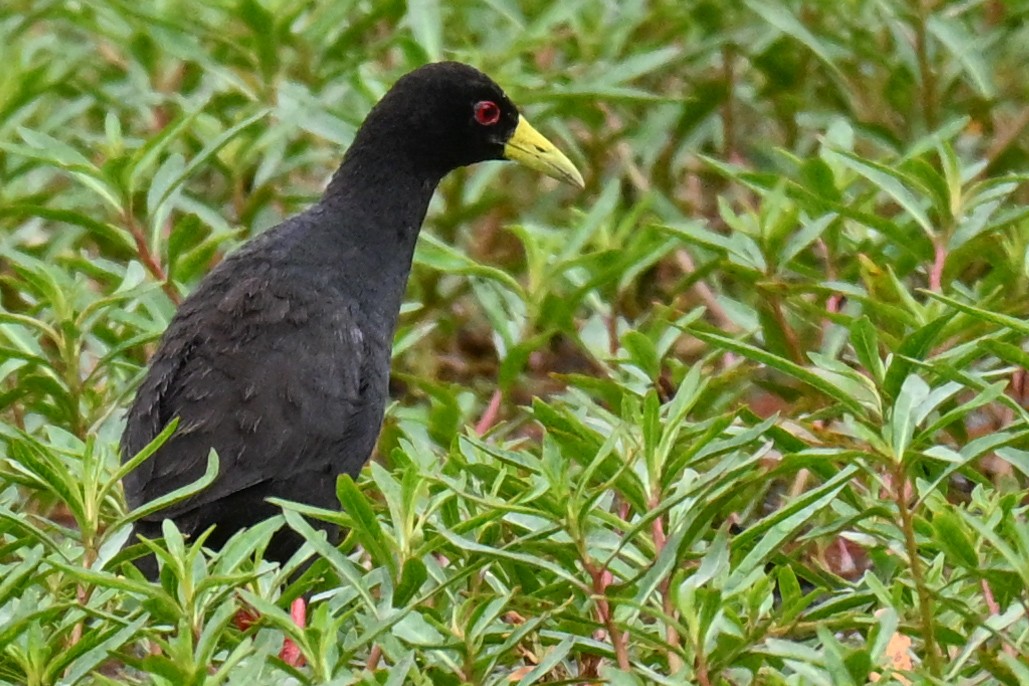 Polluela Negra Africana - ML646435677