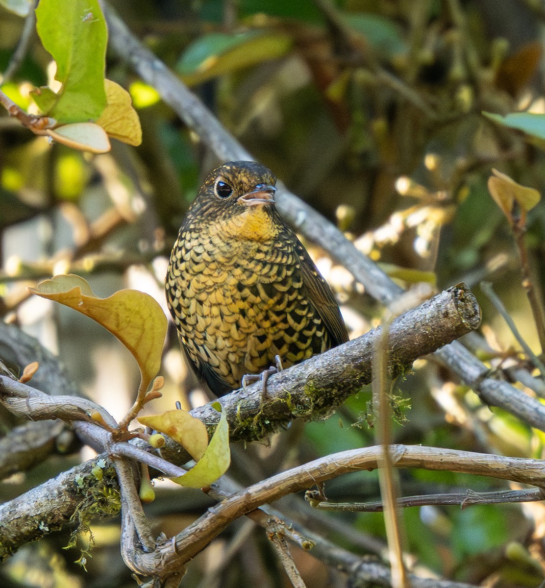 Ratina Ventriblanca (albiventer/pallidior) - ML646435681