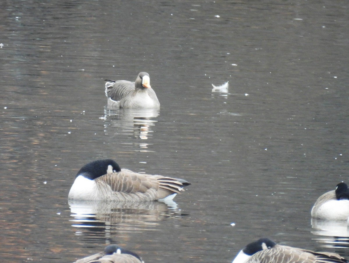 マガン - ML646435682