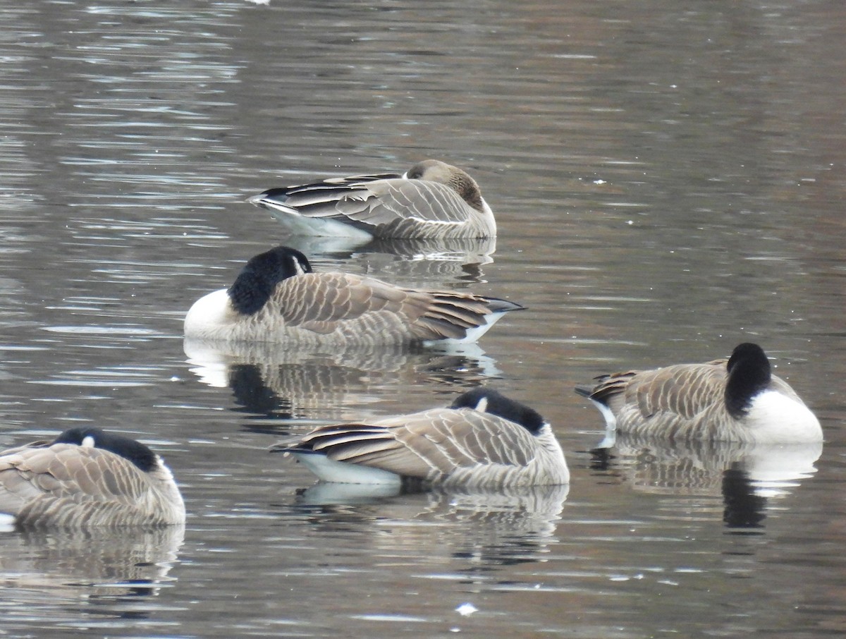 マガン - ML646435683