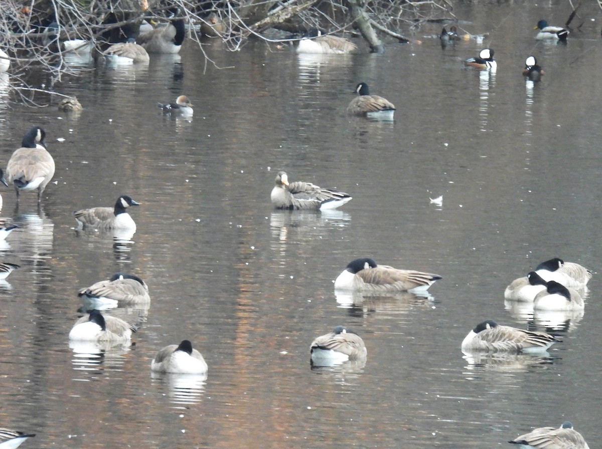 マガン - ML646435684