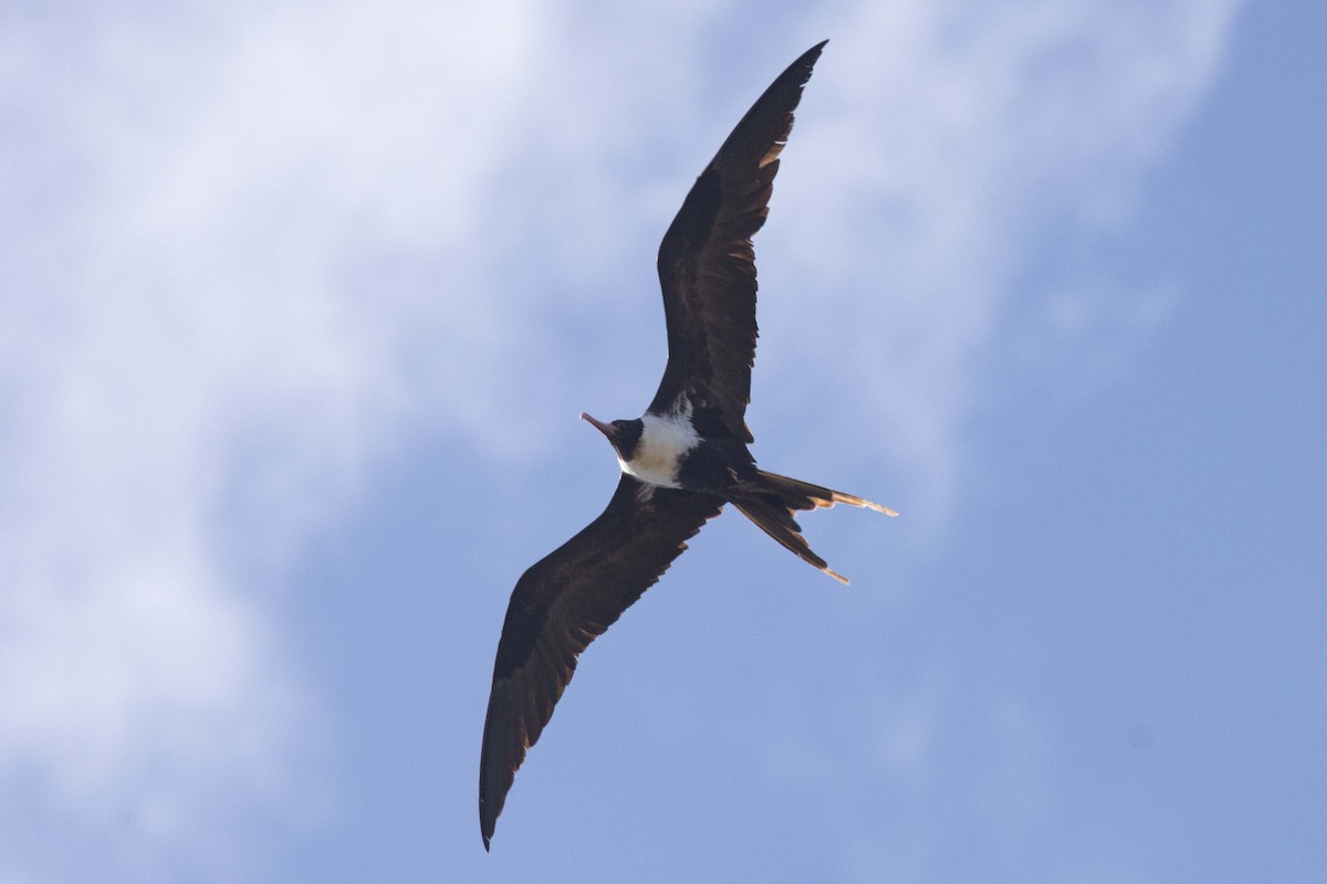 Rabihorcado Chico - ML646435688