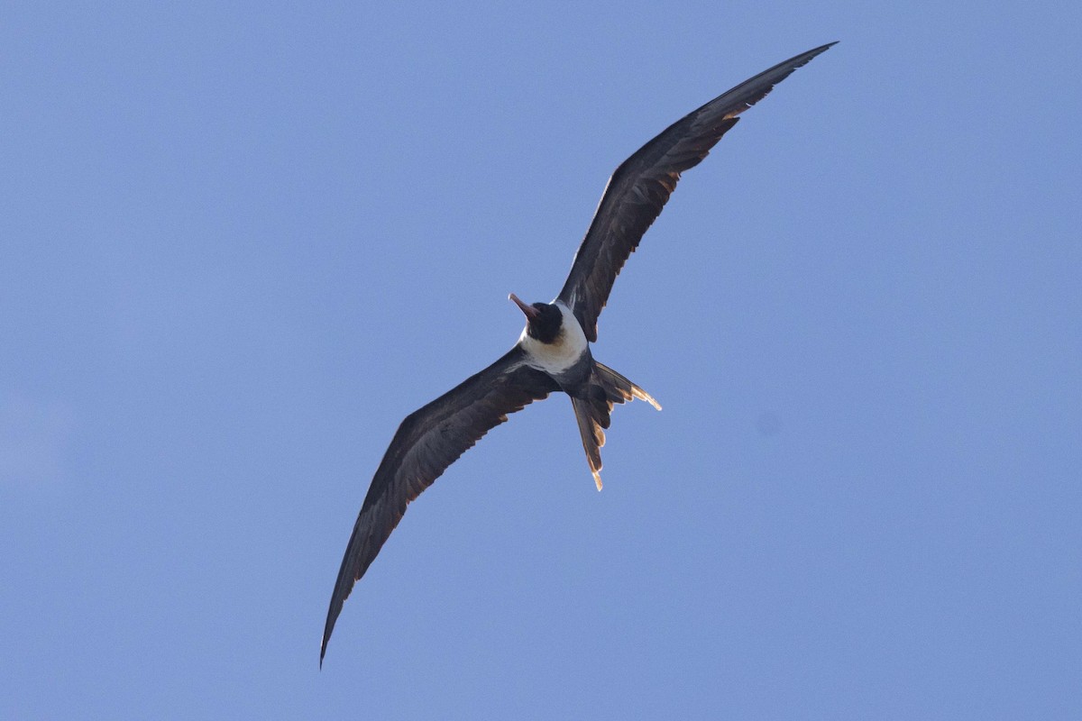 Rabihorcado Chico - ML646435689