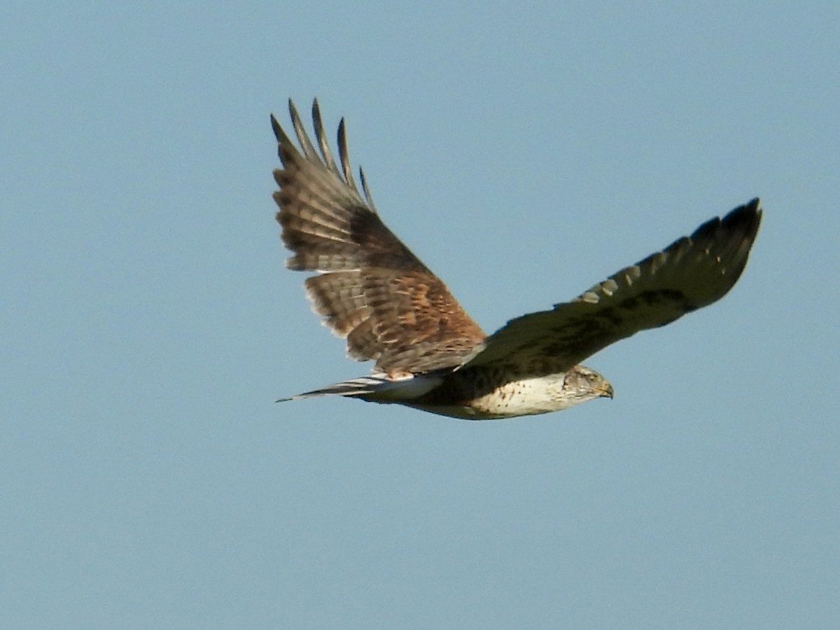 Busardo Herrumbroso - ML646435690