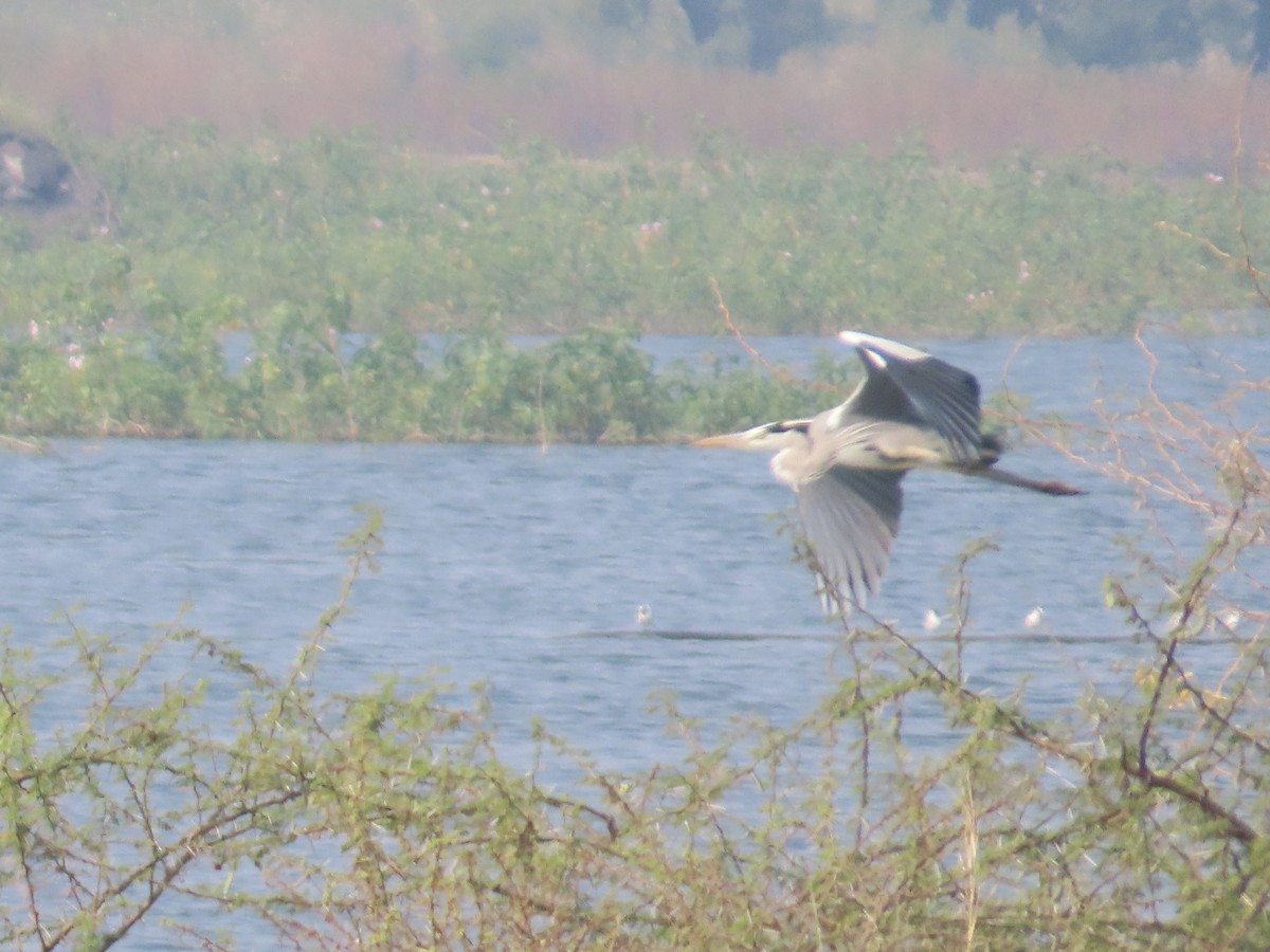 Garza Real - ML646435691