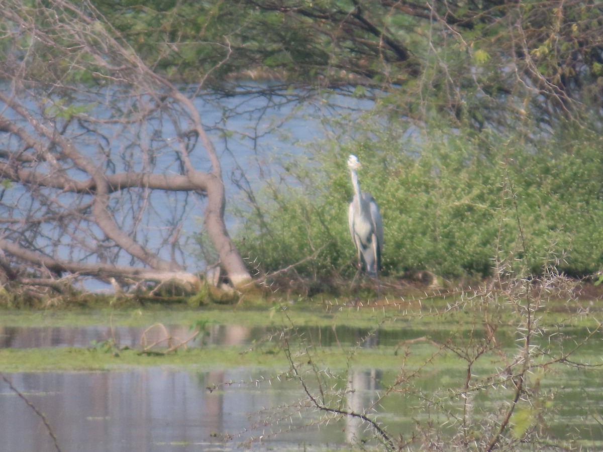 Garza Real - ML646435692