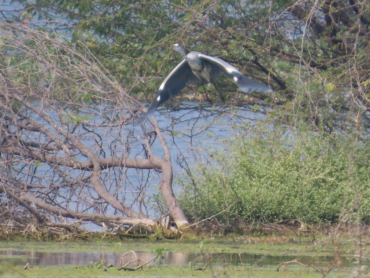 Garza Real - ML646435693