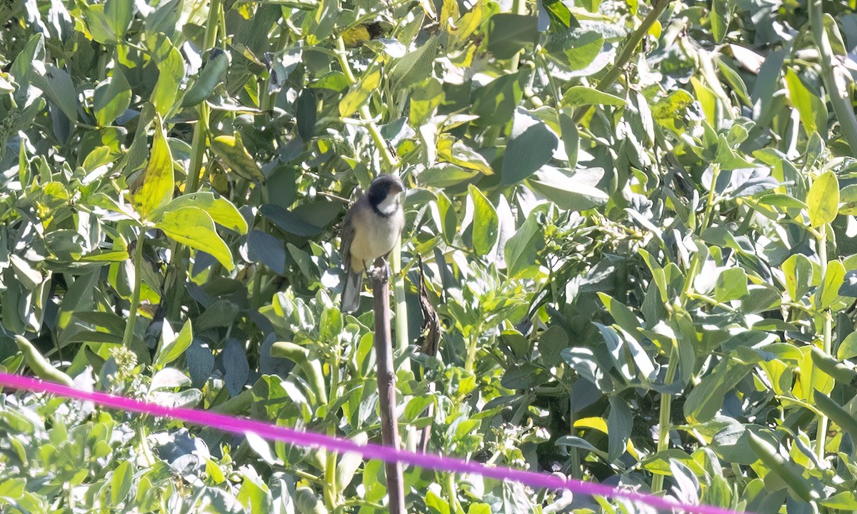 Pepitero Piquigualdo - ML646435694