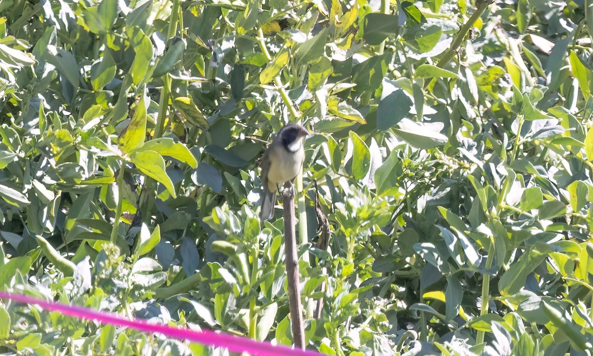 Pepitero Piquigualdo - ML646435695