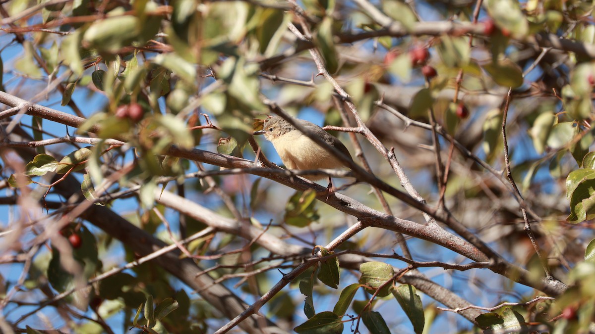 Crombec Piquilargo - ML646435699