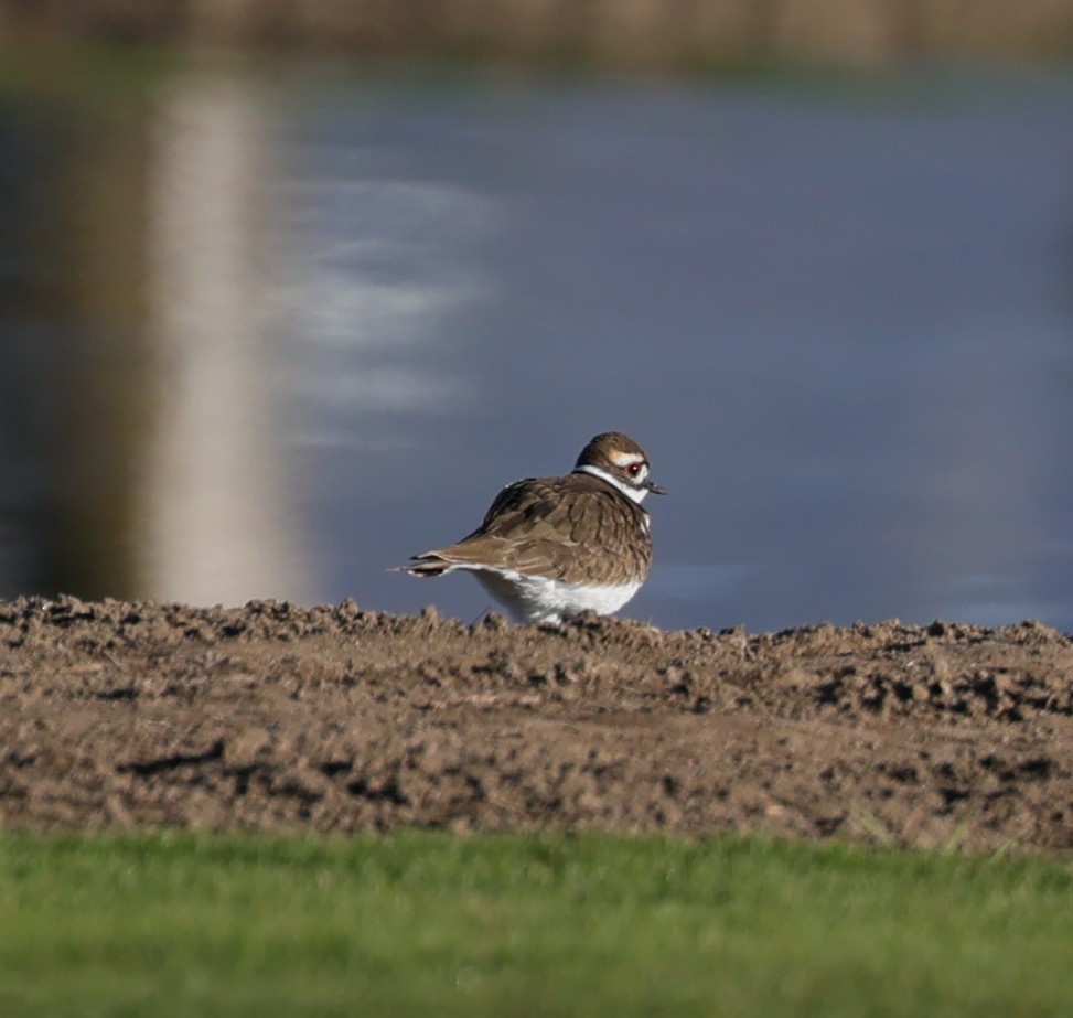 Chorlitejo Culirrojo - ML646435702